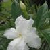 Maria Hashim - Facebook