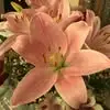 Maria Hendren - @maria.hendren - TikTok