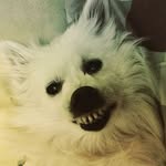 Maria Hershey (Itchy/Bacten) - @hershey_the_bacten - Instagram