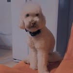 Maria Hetzel Jara - @silaymosha.bbydog - Instagram