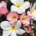 Maria Hobson - Facebook