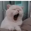 mariahsu - @mariahsu3 - TikTok