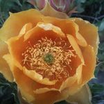 Maria Huff - @carmela_huff - Instagram