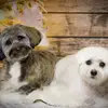 Maria Infantino - @maria_infantino1 - TikTok