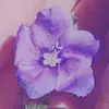 maria infantino - @mariainfantino18 - TikTok
