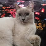 Maria Isais - @isais5825 - Instagram