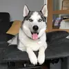 Maria ison - @husky_mummy_tjembiff - TikTok