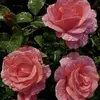 Maria Kilpatrick422 - @mariakilpatrick1 - TikTok