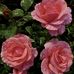 Maria Kilpatrick - Facebook