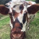 Maria Knowles - @knowles.maria - Instagram