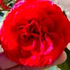 maria.labrada😊❤️ - @mariadlzrinconcil - TikTok