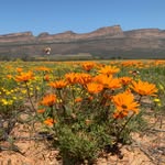 Maria Langner - @wildflower_road_trips_sa - Instagram