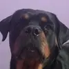 Maria Alatta - @mariaalattasanmiguel - TikTok