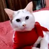 maria.lisboa - @solanggelmarias.lisboa1 - TikTok
