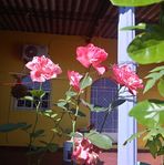 Maria Majano - Facebook