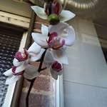 Maria Asencion Corado Mayen - @ritamayen - Instagram