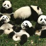 Maria L. McClain - @marial__panda - Instagram