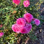 Maria Mcdowell - Facebook