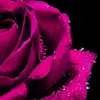 MARIAの辛口リーディング - @messenger.maria - TikTok