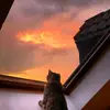 🐺Maria Milton🐺 - @_maria.milton_ - TikTok