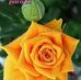 Maria Morelos - Facebook