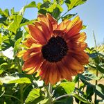 Maria Newberry - @pitzandkids - Instagram