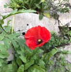 Maria Nuzzo - Facebook