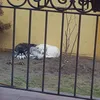 Maria Ori - @mariaoriginal123 - TikTok