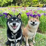 平野久司 - @mari.aparsons3621zb_ - Instagram