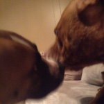 Maria Pittman - @dogkisserlovers - Instagram
