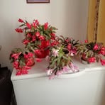 Maria Platon Preotu - Facebook