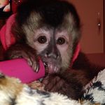 Nina maria  Diário de uma macaca prego legalizada 🐒 - @ninamonkey21 - Instagram
