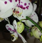 Maria Putz - Facebook