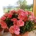 Maria Di Raimo - Facebook