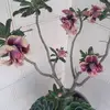 Maria - @mariarapp7 - TikTok