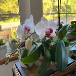 Maria Roaquin - @bootsroaquin - Instagram