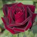 Maria Rocchio - Facebook