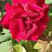 Maria Roux - Facebook