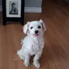 maria ryder - @mariadogsam - TikTok