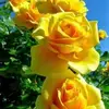 mariasampson4 - @maria.sampson4 - TikTok