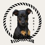 Shade Maria 🐶 - @shade__maria - Instagram