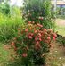 Maria Silvera - Facebook
