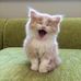 Dana Maria Smithson - Facebook