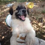 Maria Sorrells - @paws_and_pupps - Instagram