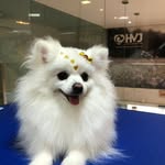 Gucci Maria - Spitz - @guccimariamonteiro - Instagram