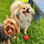 Kyra Filipa (yorkshire) & Brenda Maria (Spitz) - @kyraebrendadogs - Instagram
