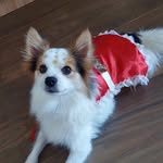 Luna Maria - Spitz da shopee - @spitzluninha - Instagram