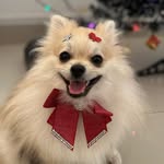 Luna Maria | Spitz alemão - @lunamaria.spitz - Instagram
