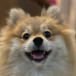 Luna Maria Freitas Garcia - @luna.maria.spitz - Instagram