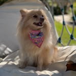 Maggie Maria Spitz 🦊 - @maggiemaria.spitz - Instagram